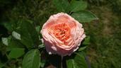 Chetty rose photo