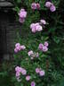 Parník Liptov rose photo