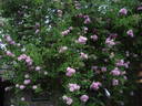 Parník Liptov rose photo