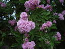 Parník Liptov rose photo