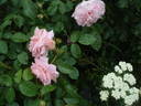 Irma rose photo