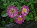 Černica rose photo