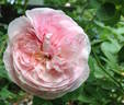 Allegra rose photo
