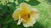 Yellow Mutabilis rose photo