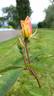 Yellow Mutabilis rose photo