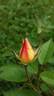 Yellow Mutabilis rose photo