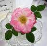 Lipstick 'n' Lace rose photo