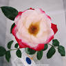 Lipstick 'n' Lace rose photo