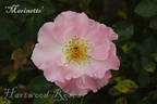 Marinette rose photo