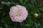 Henri Barruet rose photo