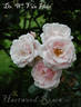 Doctor W. Van Fleet rose photo