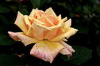 Carl Nielsen rose photo