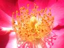 Chuckles rose photo