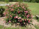 Chuckles rose photo