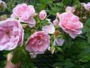 Kir Royal rose photo