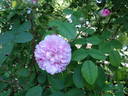 Bella Donna rose photo