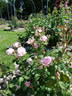 Wife of Bath ® rose photo