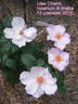Lilac Charm rose photo