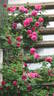 Deuil de Dr. Reynaud rose photo