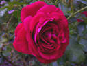 Braveheart ™ rose photo