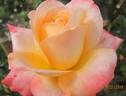 Frohsinn® '82 rose photo