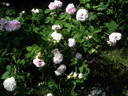 Antoine d'Ormois rose photo