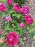 Avocat Duvivier rose photo