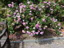 Gil Blas rose photo
