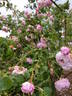 À longs pédoncules rose photo