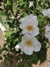 Paul's Single White rose photo