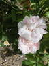 Catherine Ghislaine rose photo