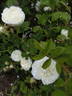 Botzaris rose photo