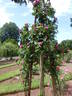 Climbing Jules Margottin rose photo