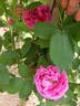 Climbing Jules Margottin rose photo