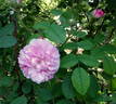 Bella Donna rose photo