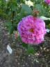 Duchesse de Berry rose photo