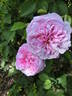 Antonia d'Ormois rose photo