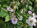 <i>Rosa</i> X <i>polliniana</i> Spreng. rose photo
