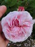 Félicité Bohan rose photo