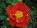 Bright and Breezy rose photo