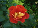 Bright and Breezy rose photo