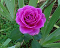Balkan Star rose photo