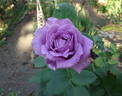 Blue Nile ® rose photo