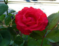 Holsteinperle rose photo