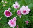 Geschwinds Orden rose photo