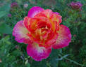 Party Time rose photo