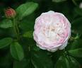 Rose Schelfhout rose photo