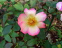 Watercolors ™ rose photo