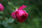 Bardou Job - in commerce rose photo
