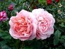 Francis Blaise ® rose photo
